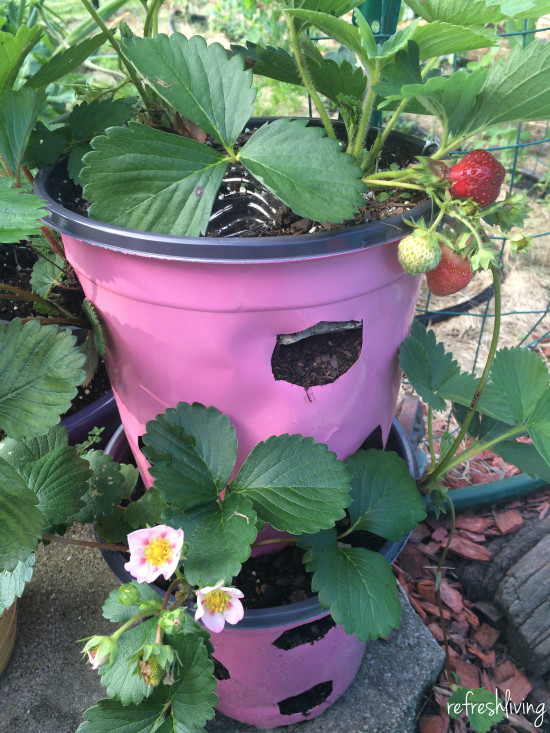 DIY strawberry planter