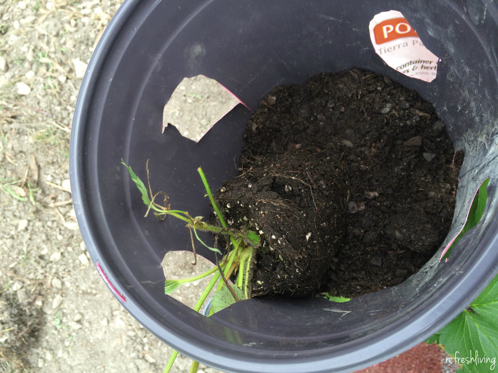 DIY Strawberry Container Countertop Compost Bin