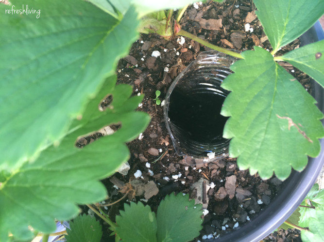 diy strawberry planter with self watering Refresh Living