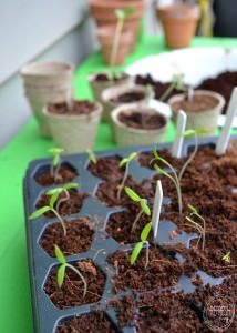 The best way to start seeds | The trick to starting seeds in the spring