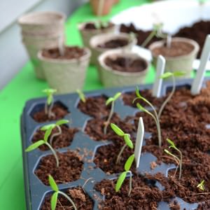 The best way to start seeds | The trick to starting seeds in the spring