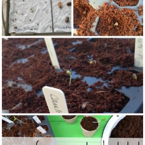 How to Give Your Seeds a Head Start Before Planting