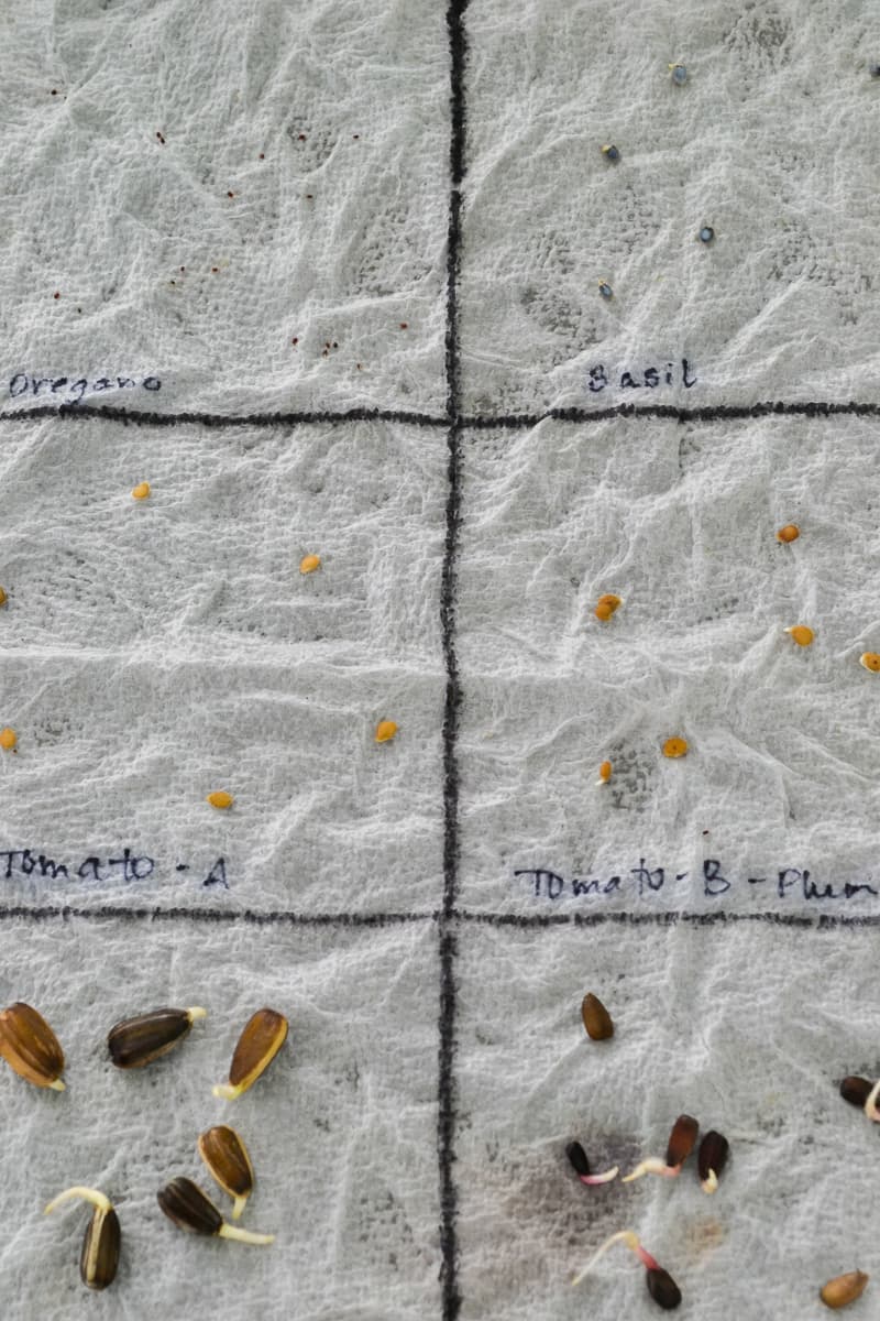 place seeds on damp paper towel to help them sprout before planting