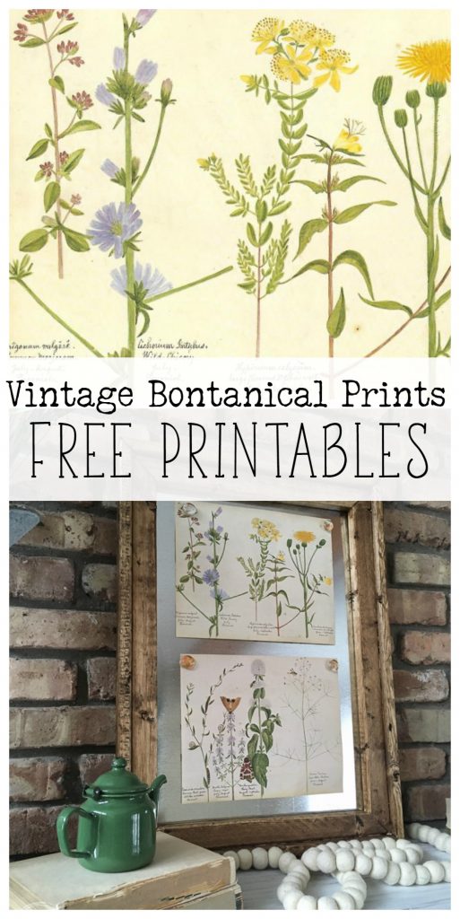 Four free vintage botanical prints are the perfect way to decorate for spring!