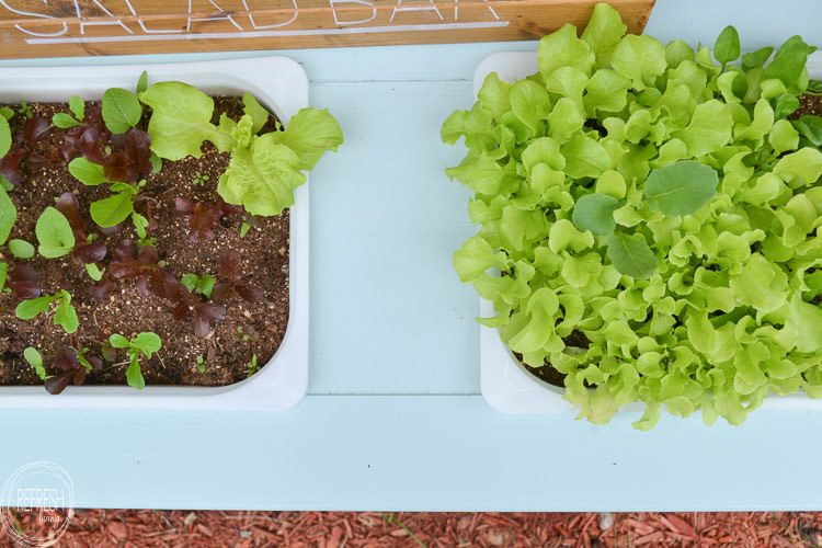 This is probably the easiest DIY raised garden bed I've ever seen. This would work great for lettuce and spinach.