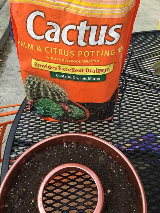 Follow these steps on how to plant succulents and they'll survive forever!