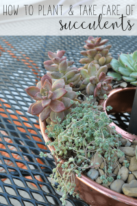 Follow these steps on how to plant succulents and how to keep them alive indoors.