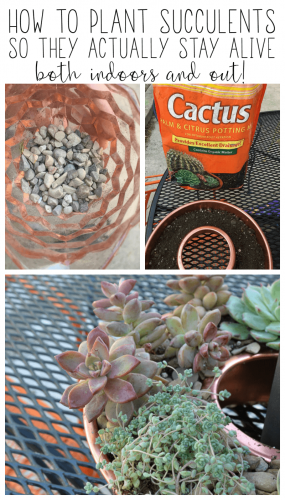 Follow these steps on how to plant succulents and how to keep them alive indoors.