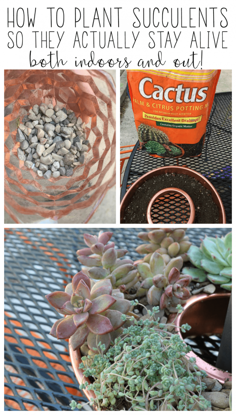 The Best Way to Plant and Care for Succulents