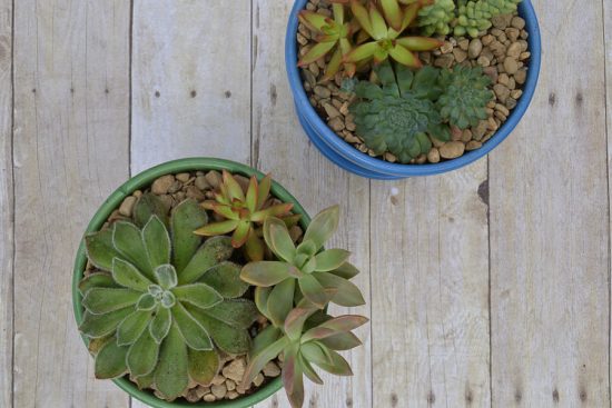 Follow these steps on how to plant succulents and they'll survive forever!