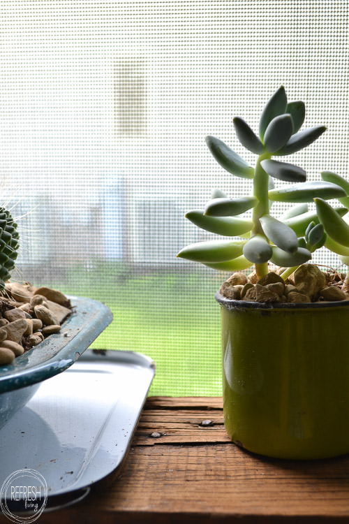 Install floating wood shelves in a window nook in a few easy steps. This indoor garden is planted in vintage enamelware containers. 