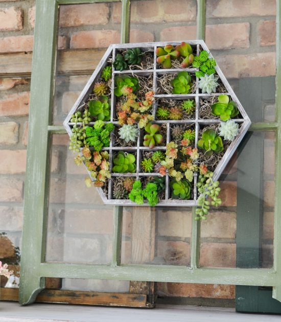 Search the thrift stores for one of these trinket display cases to make a hanging succulent planters. Could also use a Melissa and Doug wooden toy box with those little compartments and paint it!