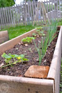 DIY raised garden beds in less than one hour! This project is easy and is a great way to keep your vegetable garden contained and easy to maintain.