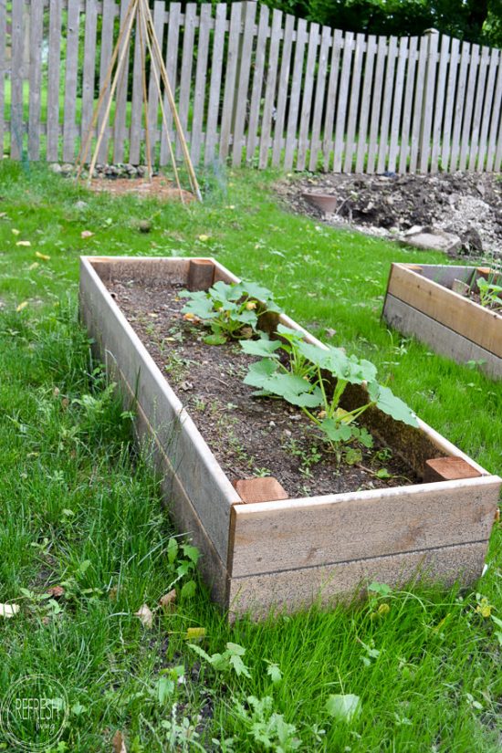 how to make raised garden beds and what soil to fill raised beds with-3