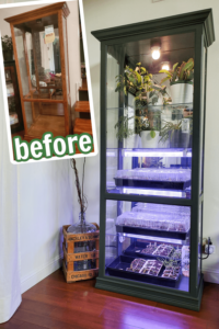 Indoor greenhouse with strip grow lights for starting seeds