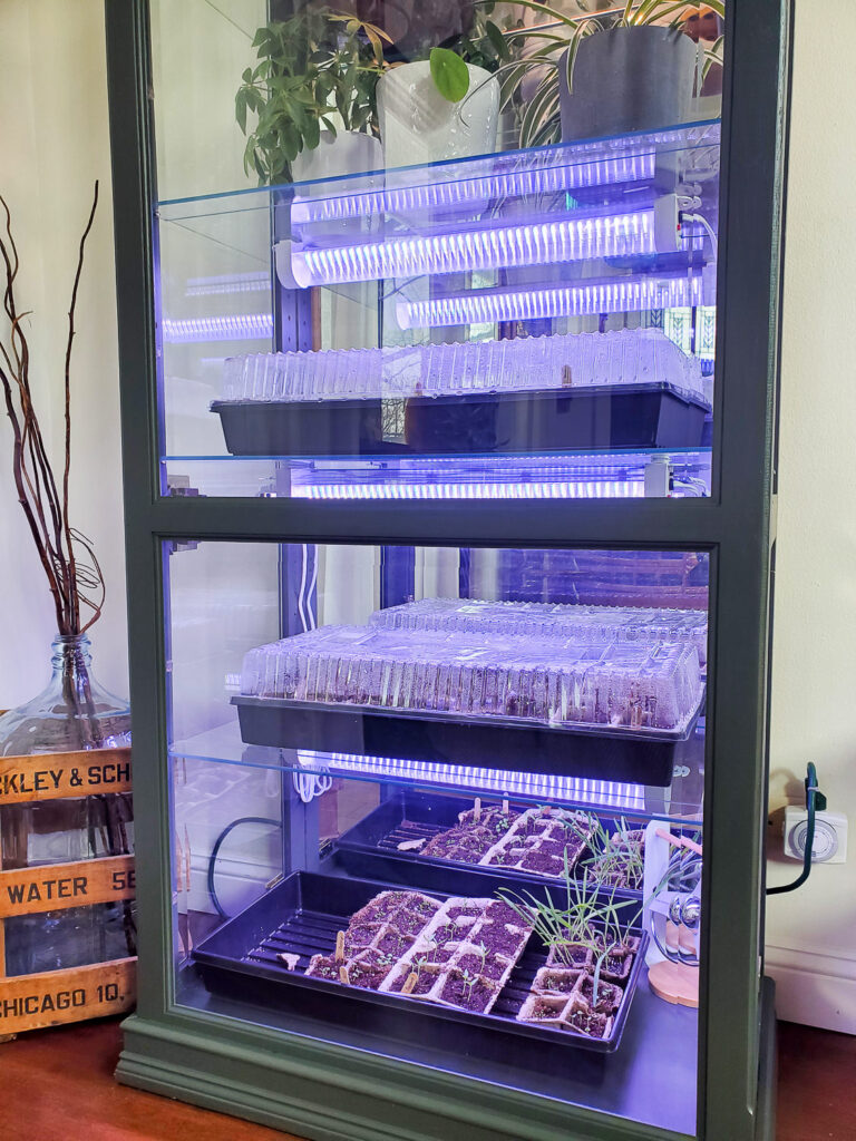 Indoor greenhouse with strip grow lights for starting seeds