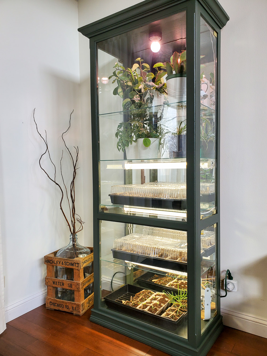 Painted curio cabinet as an indoor greenhouse with strip grow lights and mini fans for house plants and seed starting trays