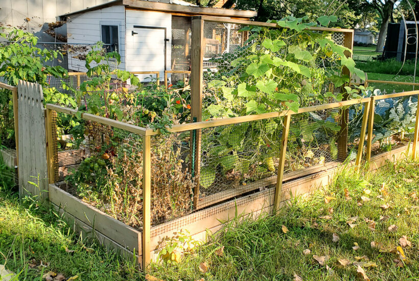 rectangle vegetable garden design with raised garden beds