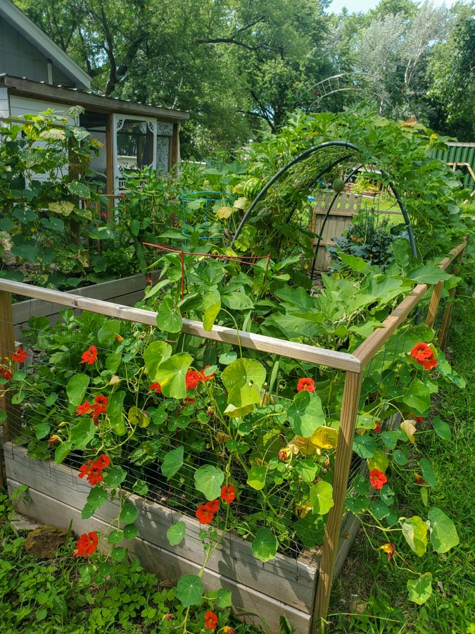 how to build a raised garden bed with cedar boards and attached fence