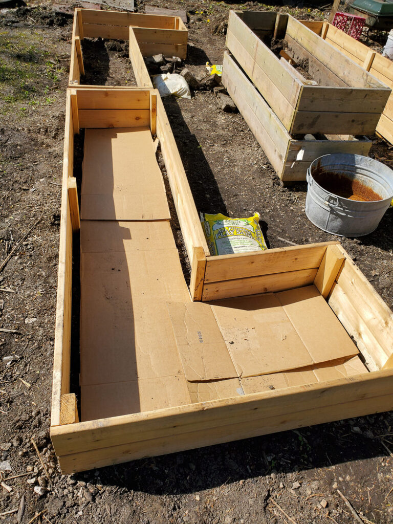 cardboard on the bottom of raised garden beds