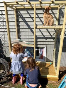 cat patio or a catio to let cat be outside safely