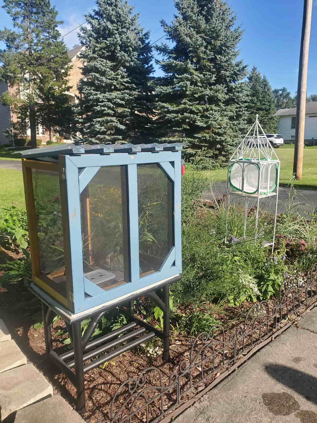 DIY butterfly cage in a monarch garden