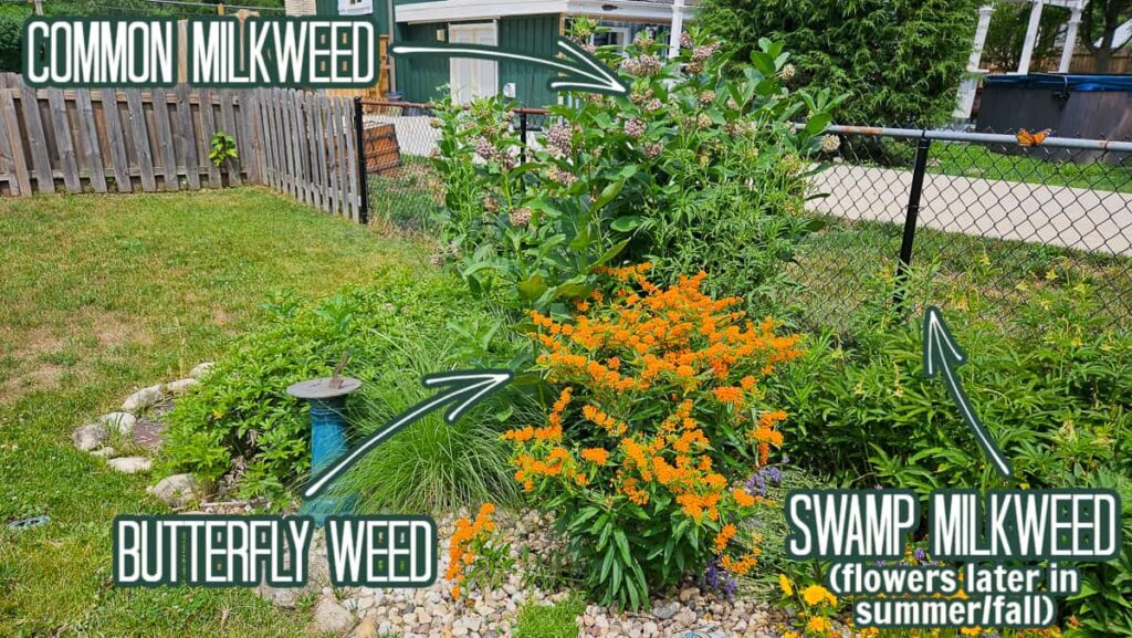 monarch habitat with butterfly weed, common milkweed and swamp milkweed